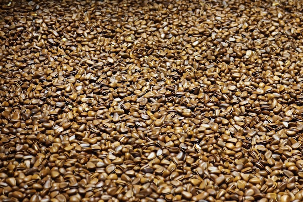 brown-dried-leaves-on-ground-cdwu7mqfdj4
